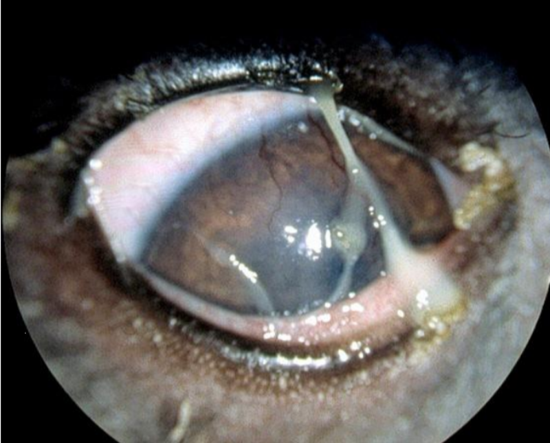 Keratoconjunctivitis sicca (KCS) | NSVO